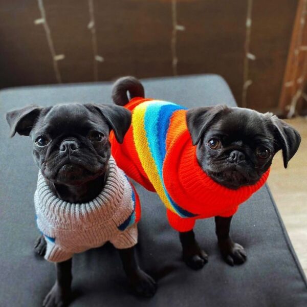 Go Fresh strikket hundegenser